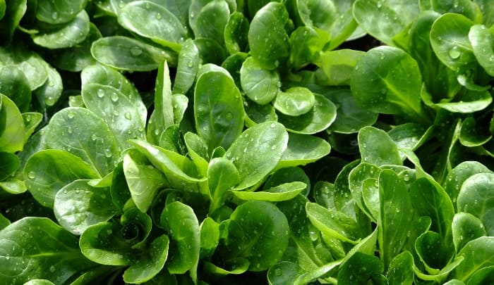 Feldsalat Balkon
