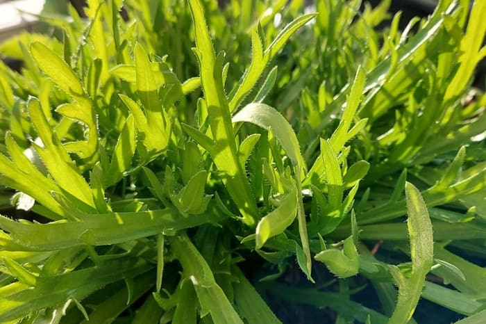 Wegerichsalat Balkon