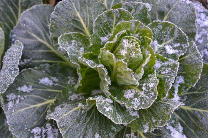 Salat Winter 