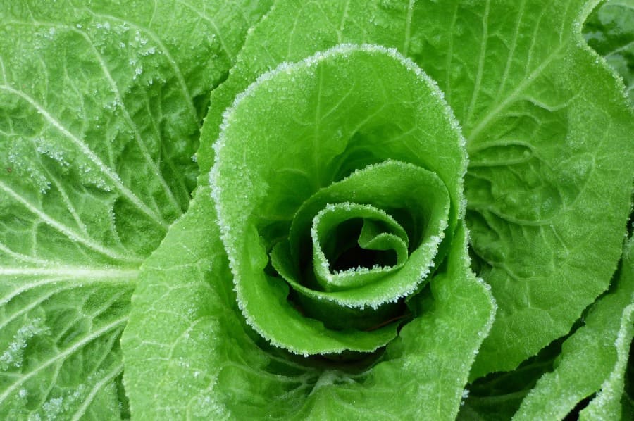 Grüner Salat im Winter