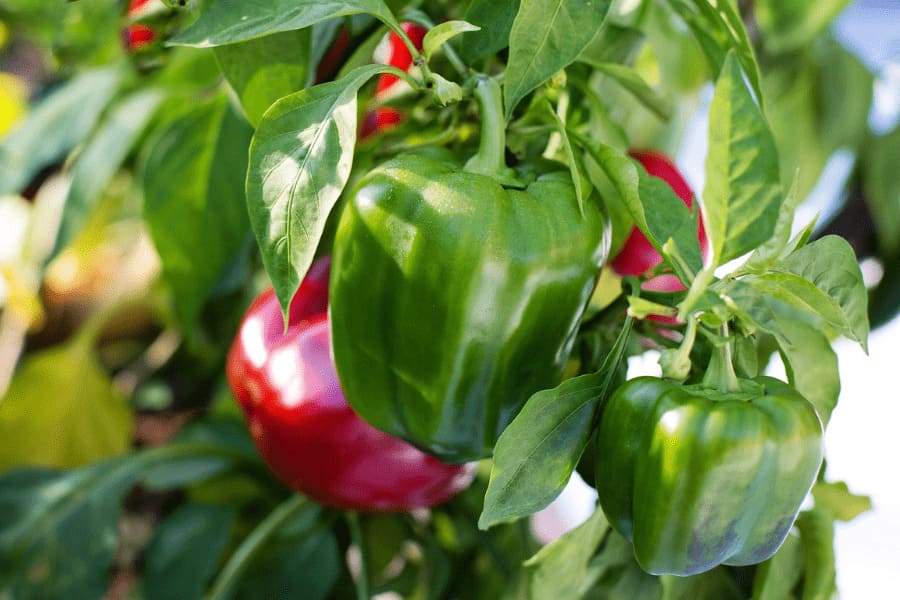 Paprika und Chili anbauen auf dem Balkon