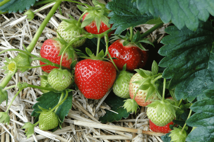 Erdbeeren mulchen März