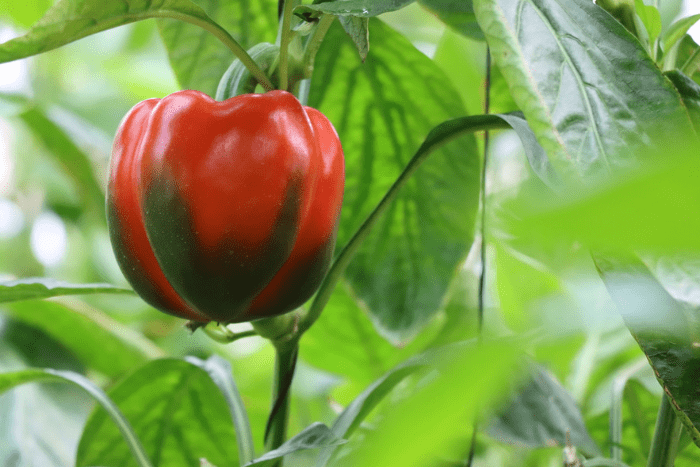 Paprika anbauen und ernten