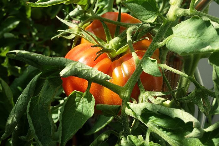 Eine Fleischtomate Roter Russe hängt an einem Strauch