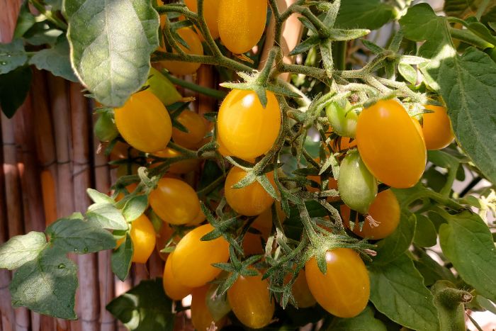 Viele kleine gelbe Datteltomaten der Sorte Ildi an einer Rispe