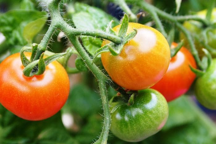 Rote und grüne Tomaten am Strauch
