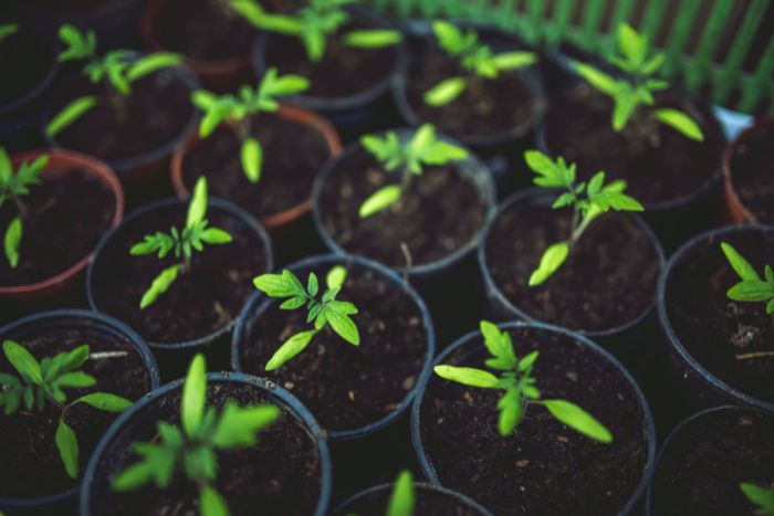 Tomaten Jungpflanzen einzeln in Töpfen