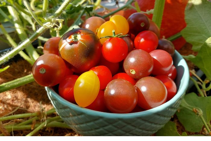 Tomaten in verschiedenen Formen und Farben in einer Schale