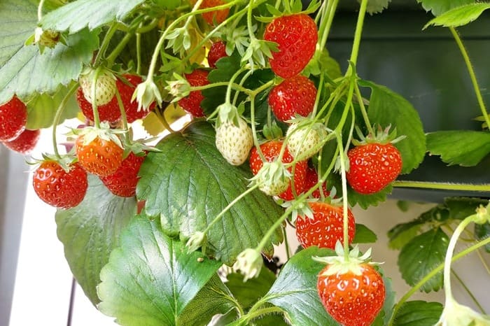 Erdbeeren auf dem Balkon anbauen