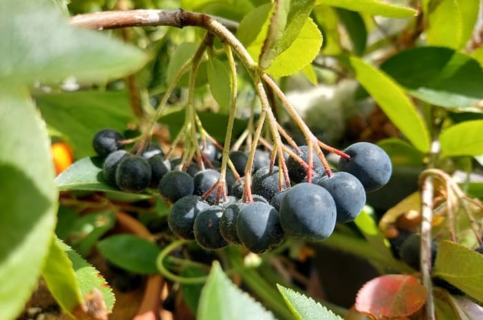 Aronia auf dem Balkon anbauen