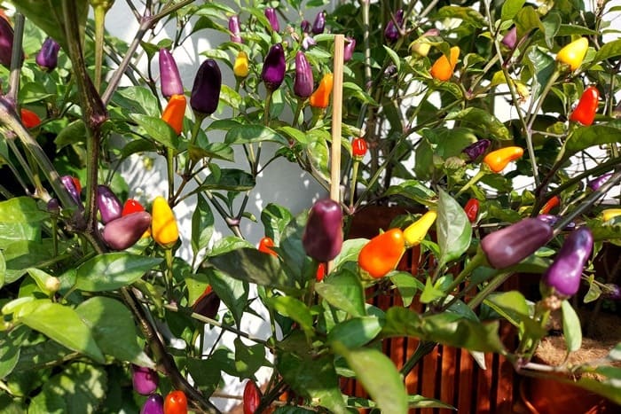 Chili auf dem Balkon anbauen