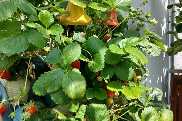 Erdbeeren auf dem Balkon anbauen