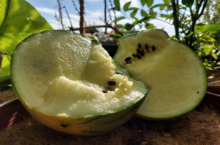 Wassermelone auf dem Balkon anbauen