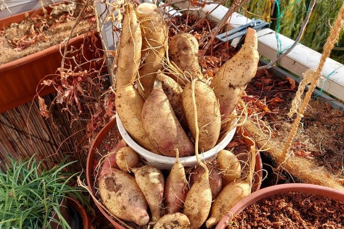 Yacon auf dem Balkon im Kübel anbauen