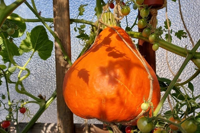 Kürbis auf dem Balkon anbauen