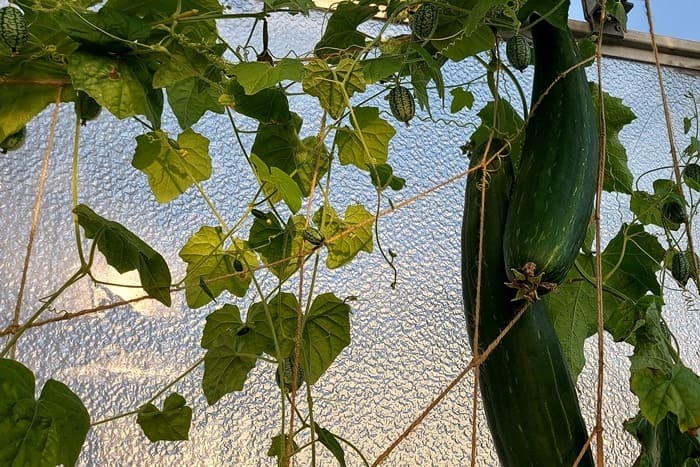 Luffa gurke auf dem Balkon anbauen
