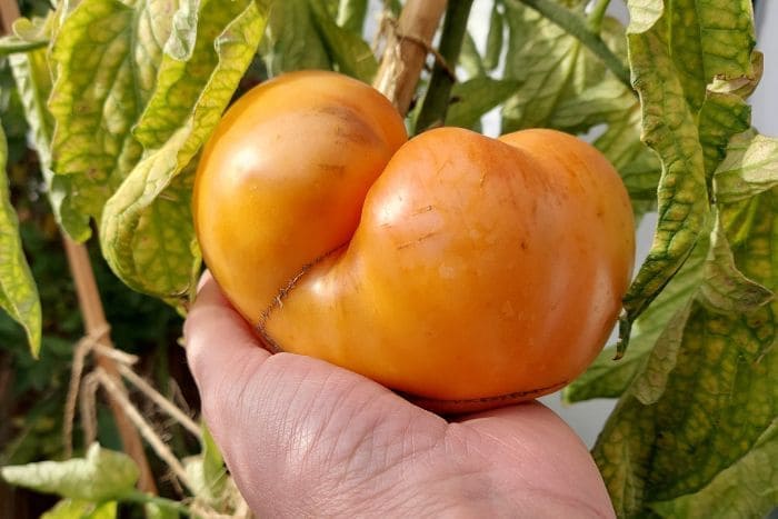Tomaten auf dem Balkon anbauen