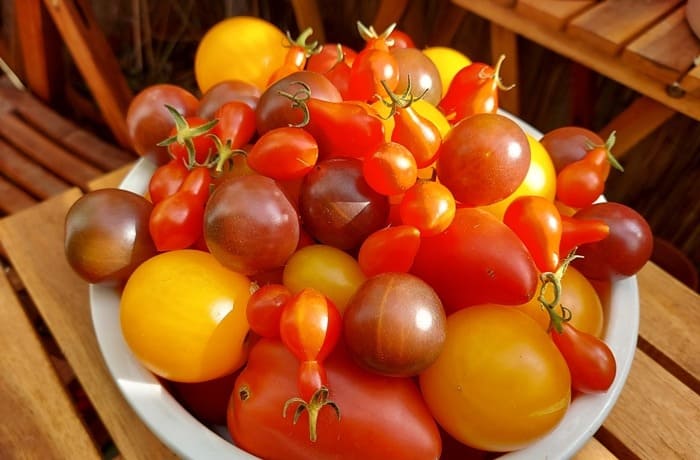 Tomaten auf dem Balkon anbauen
