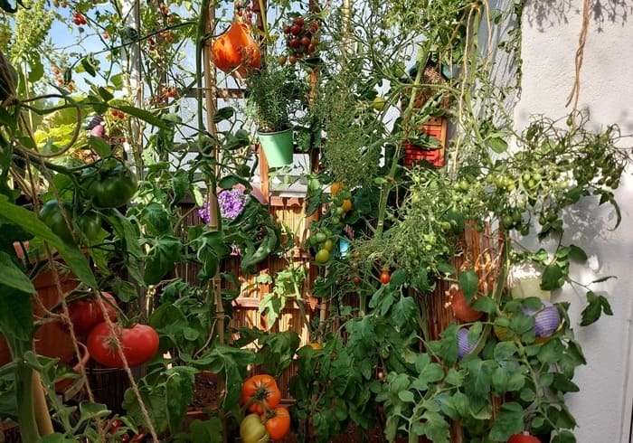 Balkongarten Blog Balkongemüse anbauen