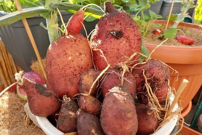 Yacon auf dem Balkon im Topf anbauen
