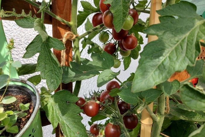 Tomaten auf dem Balkon anbauen Kirschtomate Black Cherry