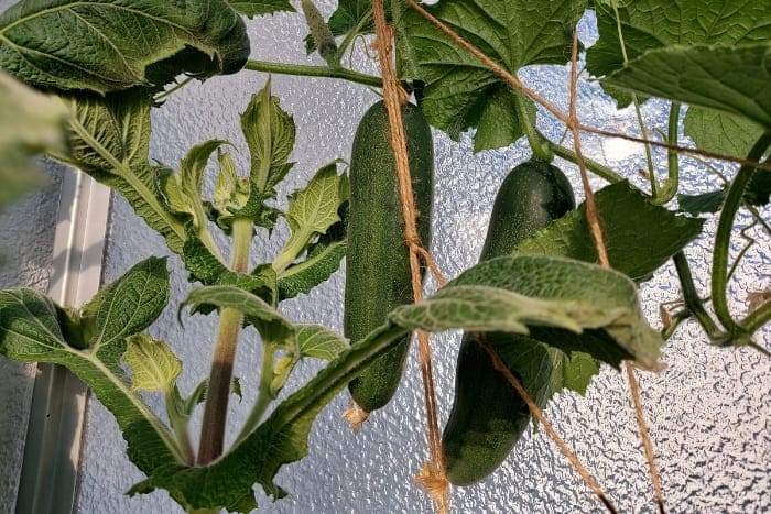 Gurke auf dem Balkon anbauen Marketmore Snack-Gurke
