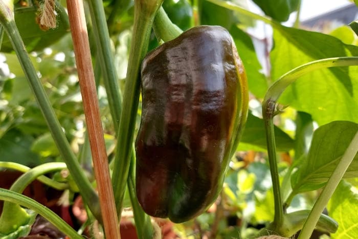 Paprika Sweet Chocolate auf dem Balkon