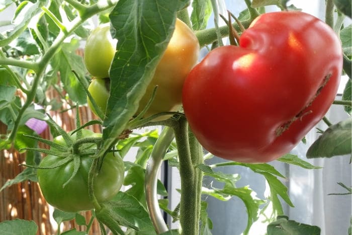 Tomate Roter Russe Fleischtomate auf dem Balkon anbauen