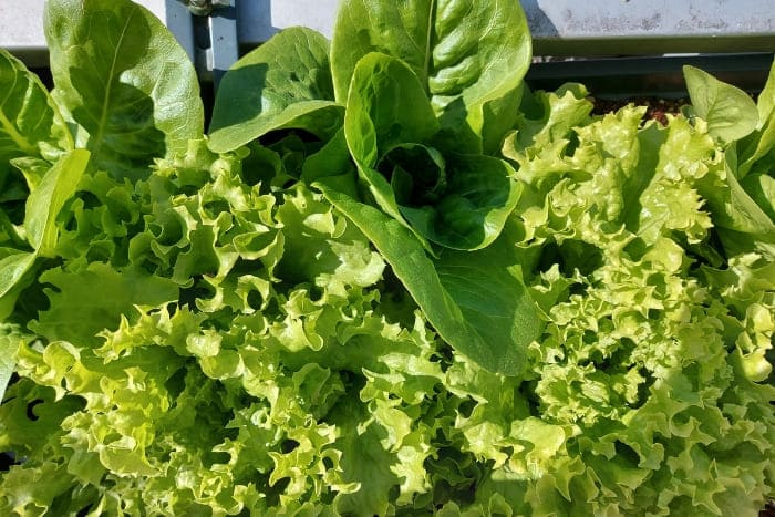 Romana und grüner Pflücksalat auf dem Balkon anbauen
