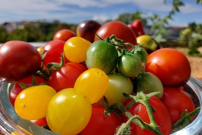 Tomaten Ernte Herbst bunt