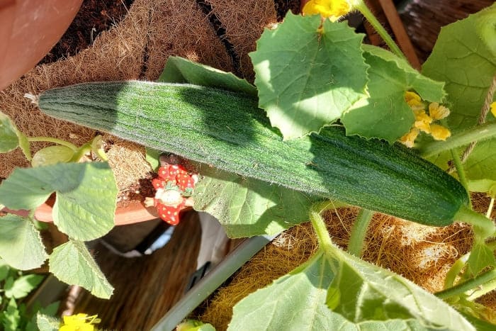 Armenische Melonengurke auf dem Balkon anbauen
