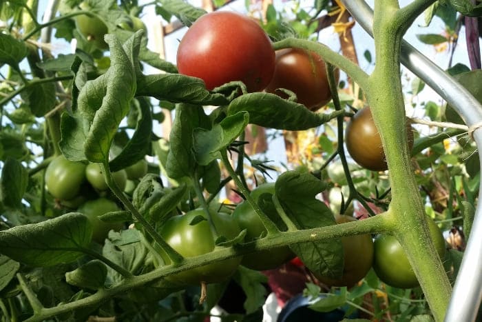 Tomate Berner Rose auf dem Balkon anbauen