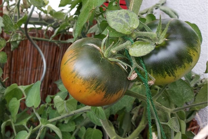 Black Krim Fleischtomate Balkongemüse