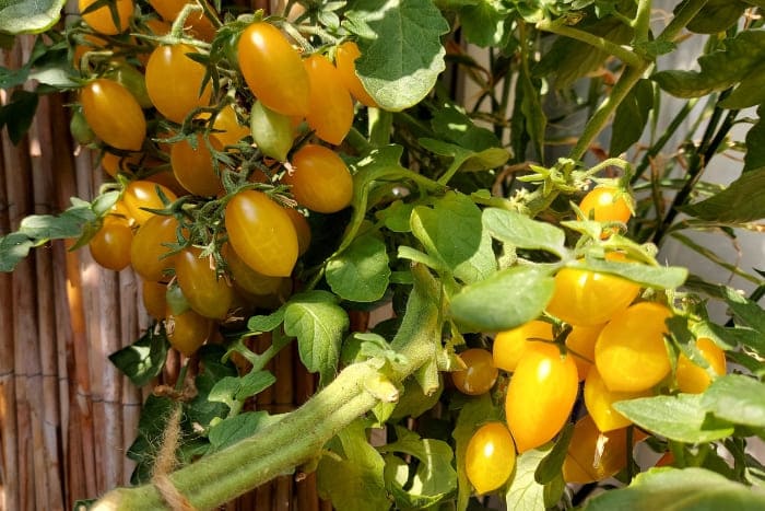 Tomate Dattelwein auf dem Balkon anbauen