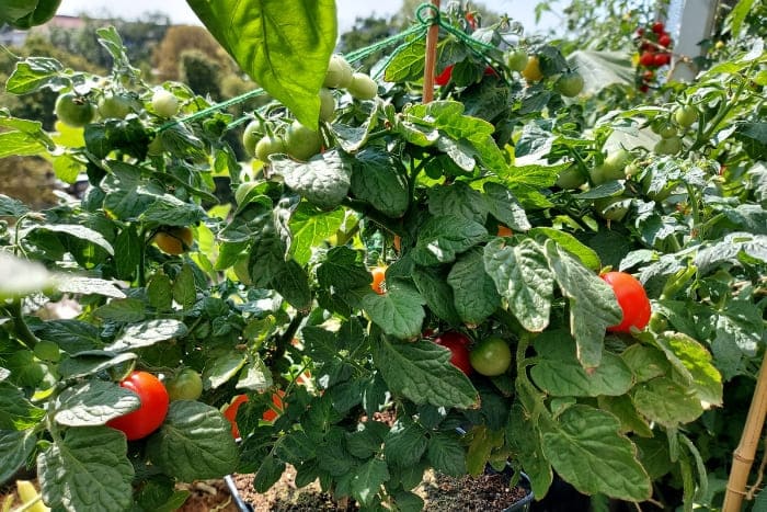 Tomate Zwergtomate Tiny Tim auf dem Balkon anbauen