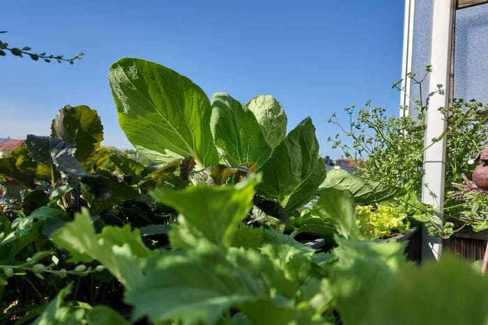 Pak Choi, Scheerkohl und Abbessinischer Kohl auf dem Balkon