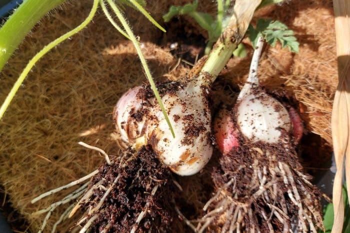 Knoblauch anbauen auf dem Balkon