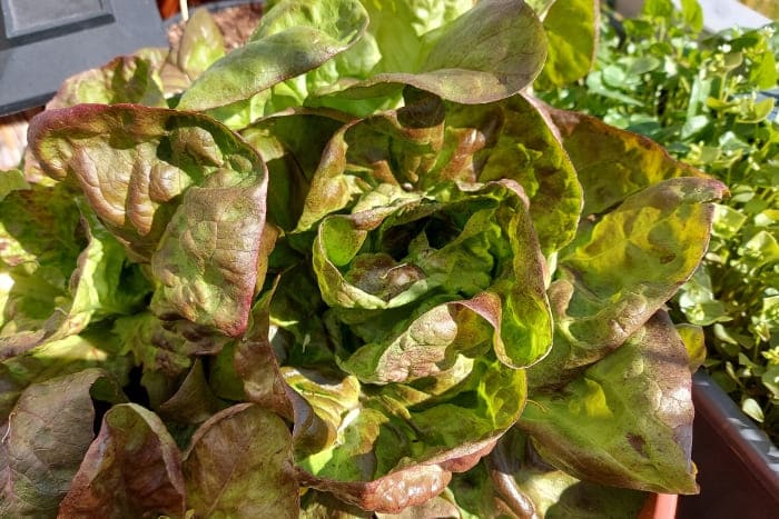 Kopfsalat Wintermarie auf dem Balkon