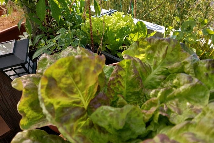 Kopfsalate und Pflücksalate auf dem Balkon anbauen