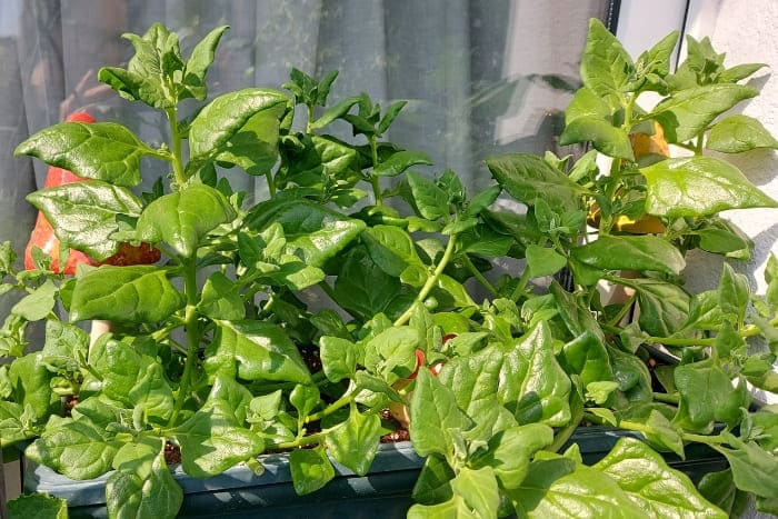 Neuseeländer Spinat auf dem Balkon
