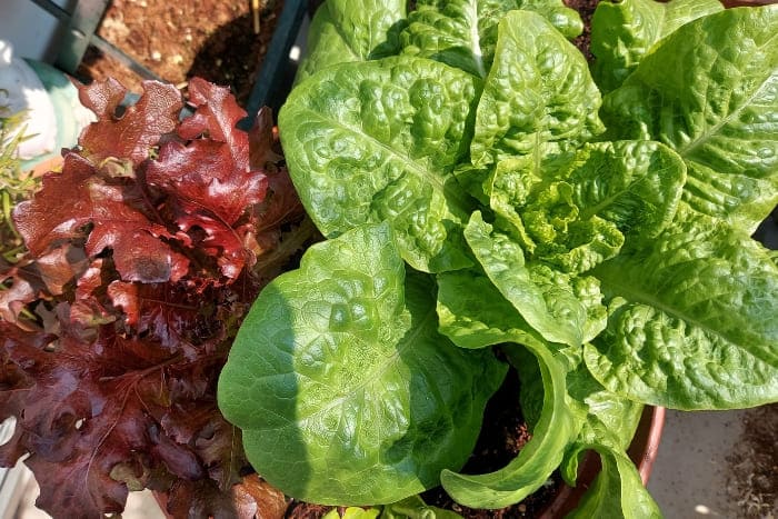 Romana und roter Pflücksalat auf dem Balkon anbauen