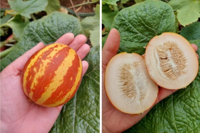 Orange gelb gestreifte Zwergmelone auf dem Balkon