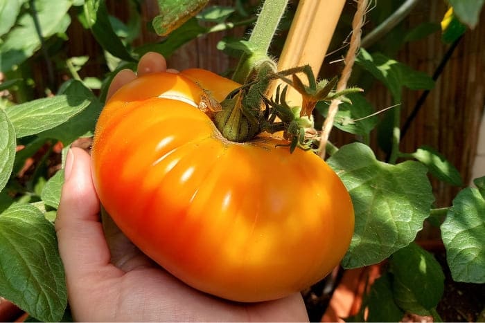 German Gold Fleischtomate im Balkongarten der BalkonRebellin