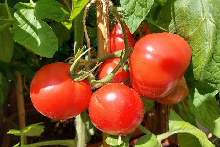 Tomate Ponderosa Fleischtomate auf dem Balkon anbauen