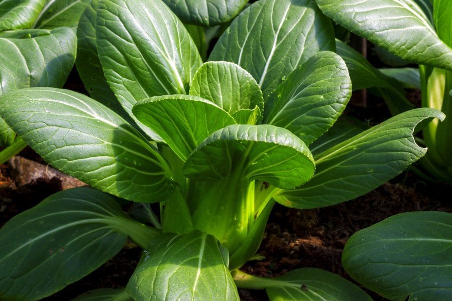 Aussaat Oktober Balkon: Pak Choi Wintergemüse