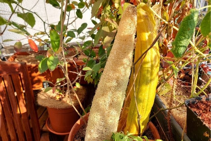 Luffagurke auf dem Balkon anbauen