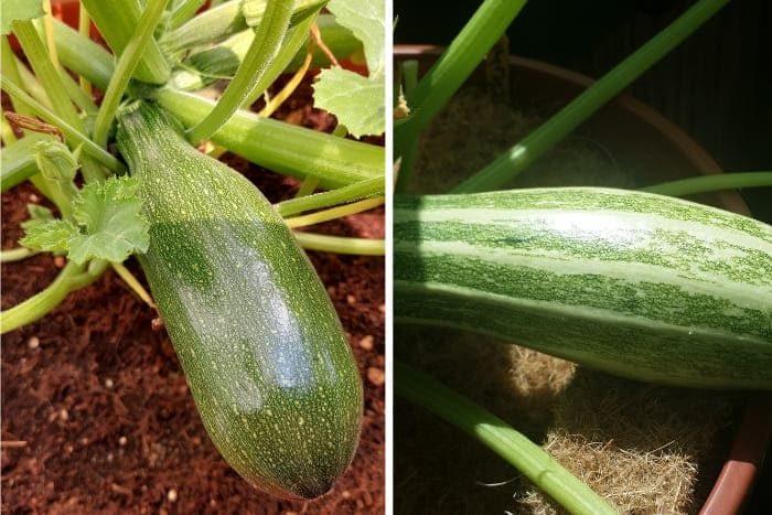 Zucchini auf dem Balkon